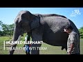 Wti vet provides treatment to injured elephant