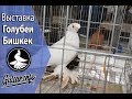 ВЫСТАВКА ГОЛУБЕИ БИШКЕК 2017 / PIGEONS / TAUBE