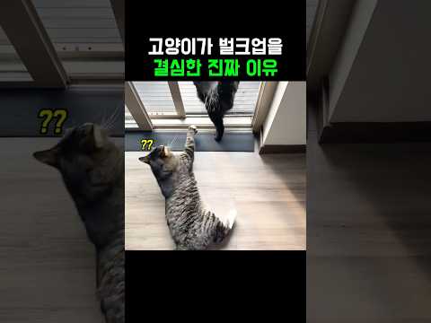 고양이가 벌크업을 결심한 진짜 이유 thumbnail