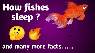 How Do Fishes Sleep And Many More Facts