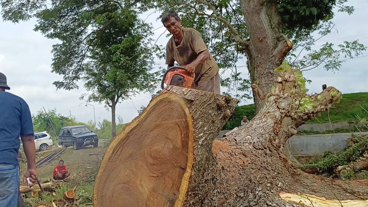Sangat dramatis ‼️‼️‼️ proses pemotongan pohon Trembesi mati yang condong kearah rumah keranda 2