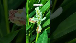 Alpinia galanga plant