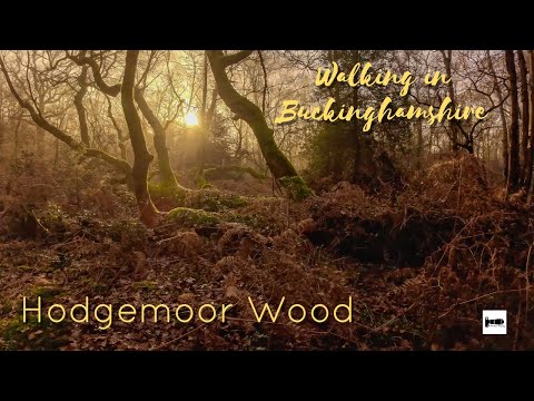 Discover England's Hodgemoor Wood: A Stunning Countryside Walk Awaits!