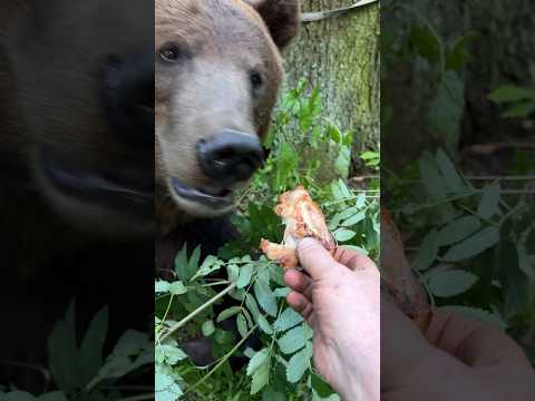 Подкармливаем медведей. #медведьтом