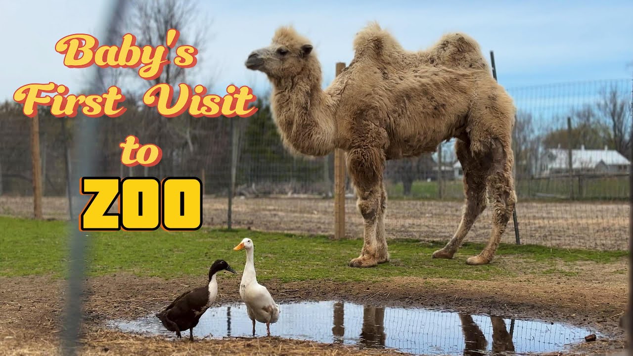 First Ever Visit His First Ever Visit To The Zoo - YouTube