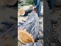Cutting Big piece of wood into slices #wood #woodscraft #woodworkingmachine #woodworking #wood