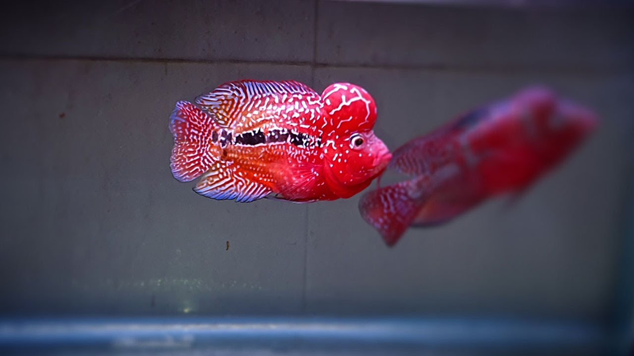 The best beautiful flowerhorn fish tank