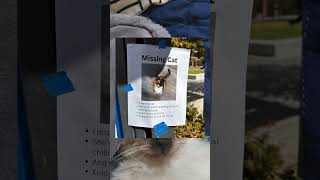 Fake missing cat poster Content