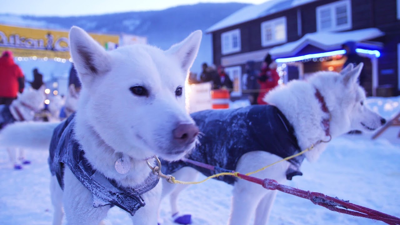 Yukon Quest 2018 Fast As Spirits