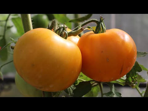 Томат Сердце Ашхабада