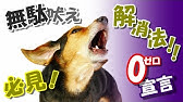 犬の無駄吠えを止めさせる方法 Youtube