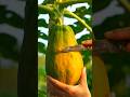 Papaya Cutting ASMR Gone Viral 🍈🔥#papaya#shorts #PapayaCutting #PapayaASMR #ASMR #Satisfying#ai