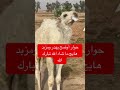 حوار أوضح يهدر ومزبد هايج تبارك الرحمان اكتب سبحان الله في التعليقات ولاتنسوا الصلاة على النبي 