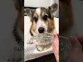 My Corgi Took a DNA Test & This is What We Found Out Mp3 Song