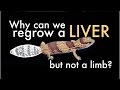 Regeneration and Stem Cells Quiz
