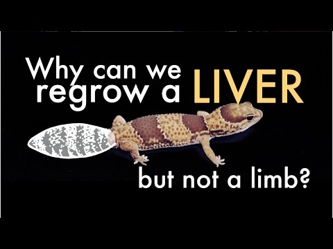 Thumbnail for the embedded element "Why Can We Regrow A Liver (But Not A Limb)?"