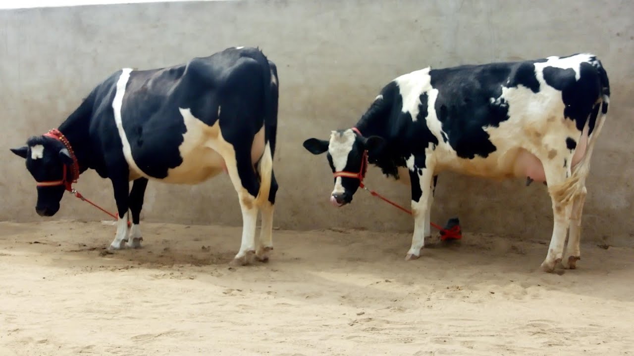 Best cows for commercial dairy farming in India -इन गायों से डेरी करें