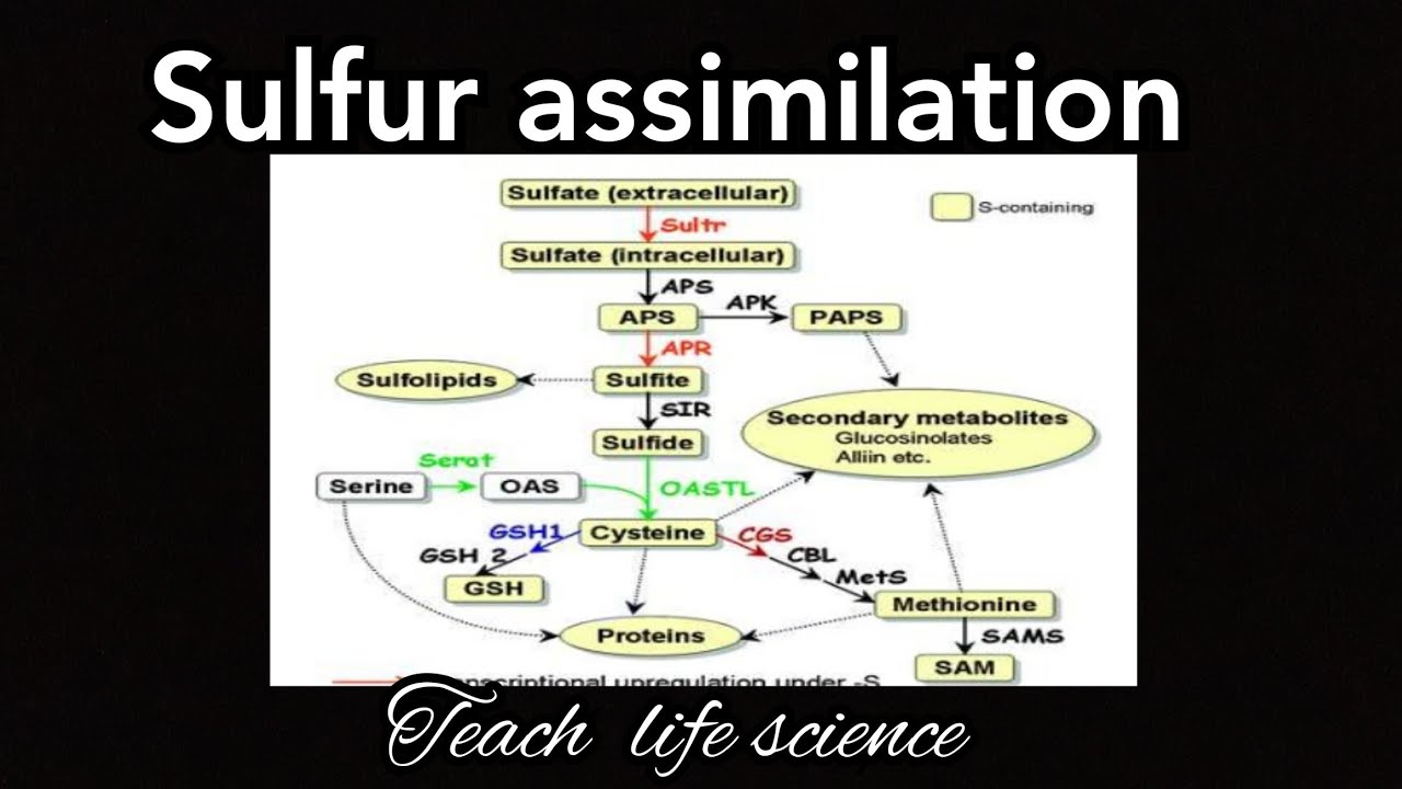 Sulfur assimilation/Metabolism of sulphur containing amino acids YouTube