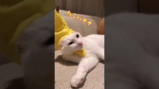 【おもしろ猫動画】バナナになった猫【猫のかぶりもの】