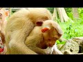 Wonderful! Sovana did a great day to Emeline and some babies included Sheba