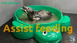 Seal diaries - fish school by British Divers Marine Life Rescue 406 views 5 months ago 13 minutes, 1 second