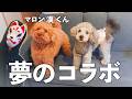 🐶【初コラボ】大人気YouTuberマロン(漢)さんの自宅に潜入してきました！