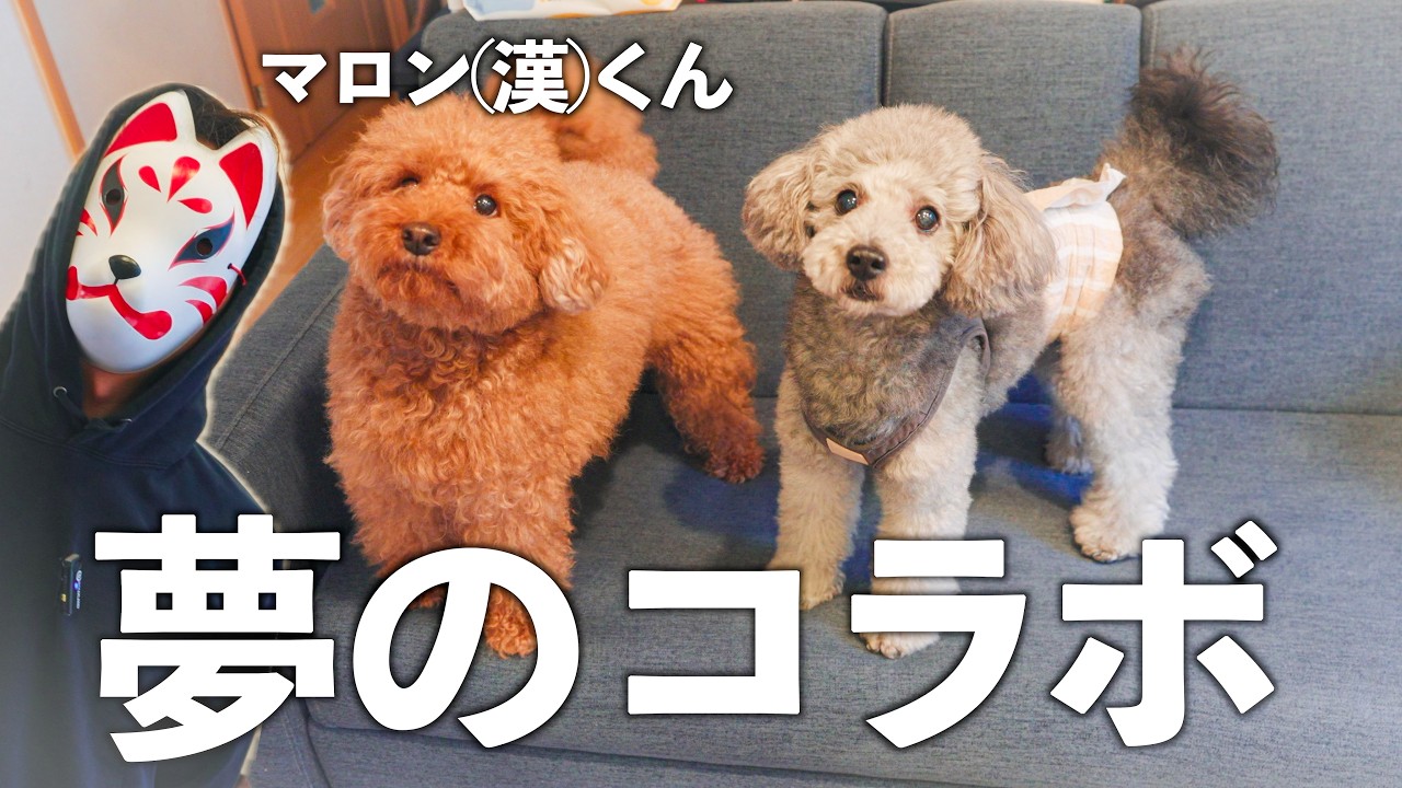 🐶【初コラボ】大人気YouTuberマロン(漢)さんの自宅に潜入してきました！