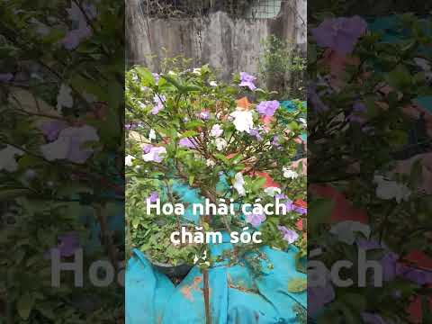 #2023 hoa nhài Nhật, cách chăm sóc hoa nhài Nhật, cách cắt tỉa hoa nhài Nhật, tưới phân để hoa nhài ra hoa