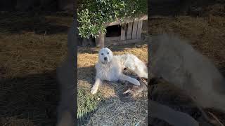 Unlikely Friendship Forms Between Dog and Raccoon