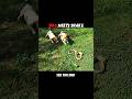 Snake Laughs at Dog, But Fears the Cat #trending #animals #wildlife #cat #dog #snake