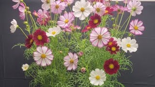 Cosmo Struggle Bus: The 18-Hour Mistake 🌸  #indoorgardening #OrganicGardening #Cosmos #GrowTent 
