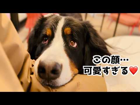 バーニーズと巡る冬のおでかけ🐾渋谷クリスマスマーケット&青の洞窟