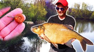 Der Fisch, den KEINER essen will  Das Brassen Experiment! (Catch&Cook)