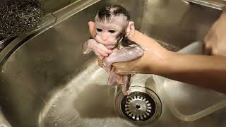 New born monkey left by his mother . We take care until He knows how to find his own Family .