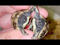 Separating Twin Tortoises with Dental Floss!