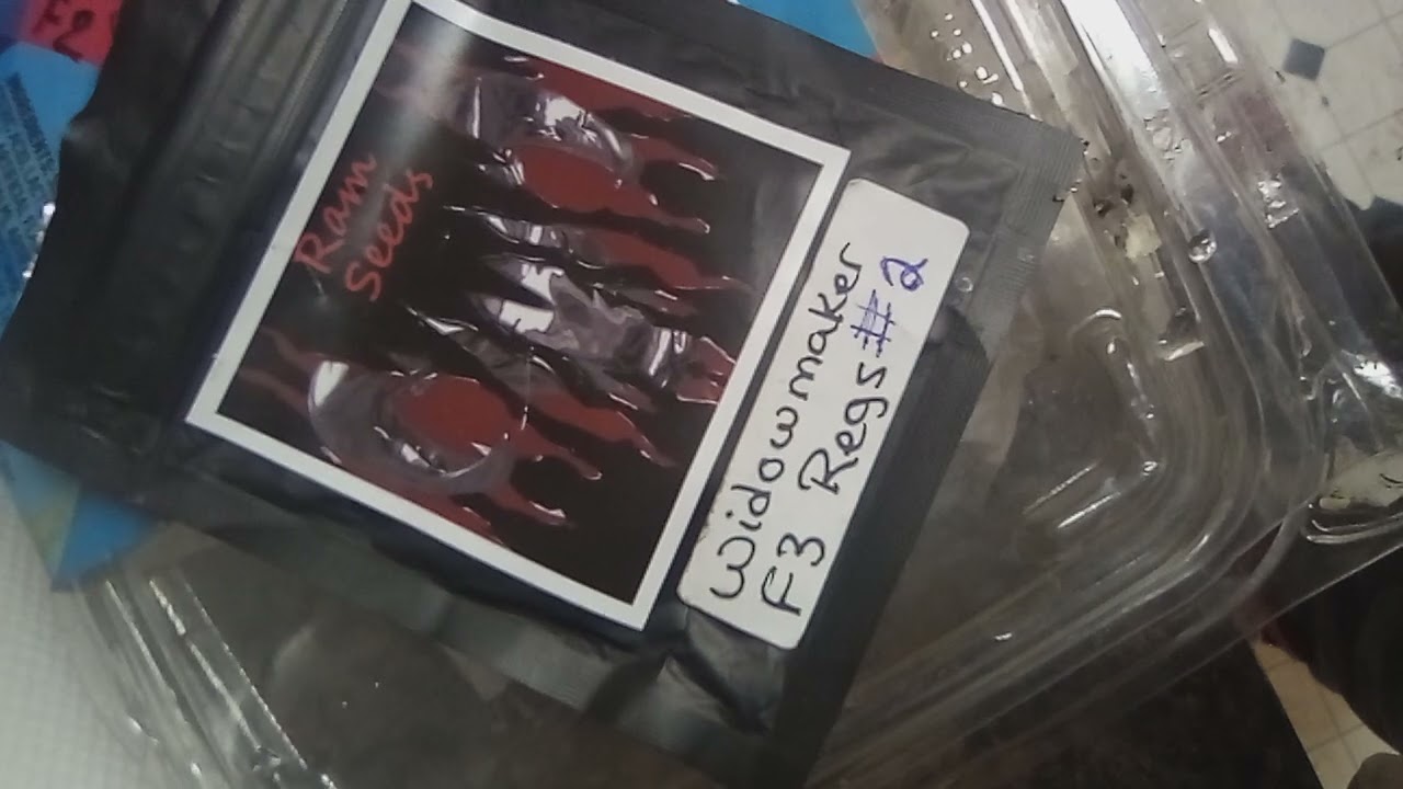 A  STRAIN Called : WIDOWMAKER : WHITE WIDOW X AK-47 F3 REGS