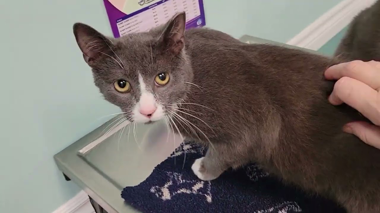 feral cat Boots high on Gabapentin at vet April 27th 2022