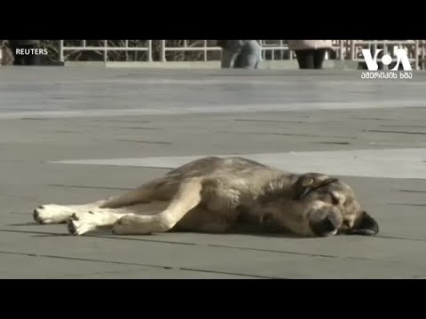 კოვიდ19 და შინაური ცხოველები - ყველაფერი რაც უნდა იცოდეთ