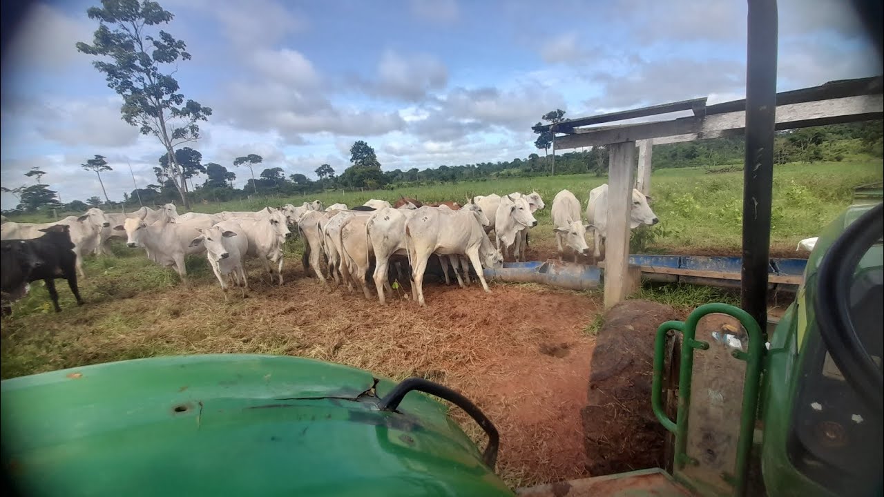 Coisas novas na fazenda e dei ração para meu gado da ingorda 