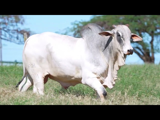 Lote 48   Leilão Nelore DP