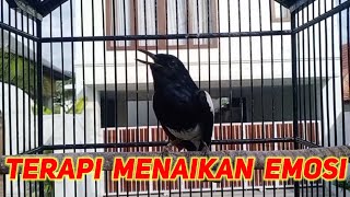 Terapi Awal Menaikan Emosi Dan Birahi Kacer Trotolan Atau Yang Malas Bunyi