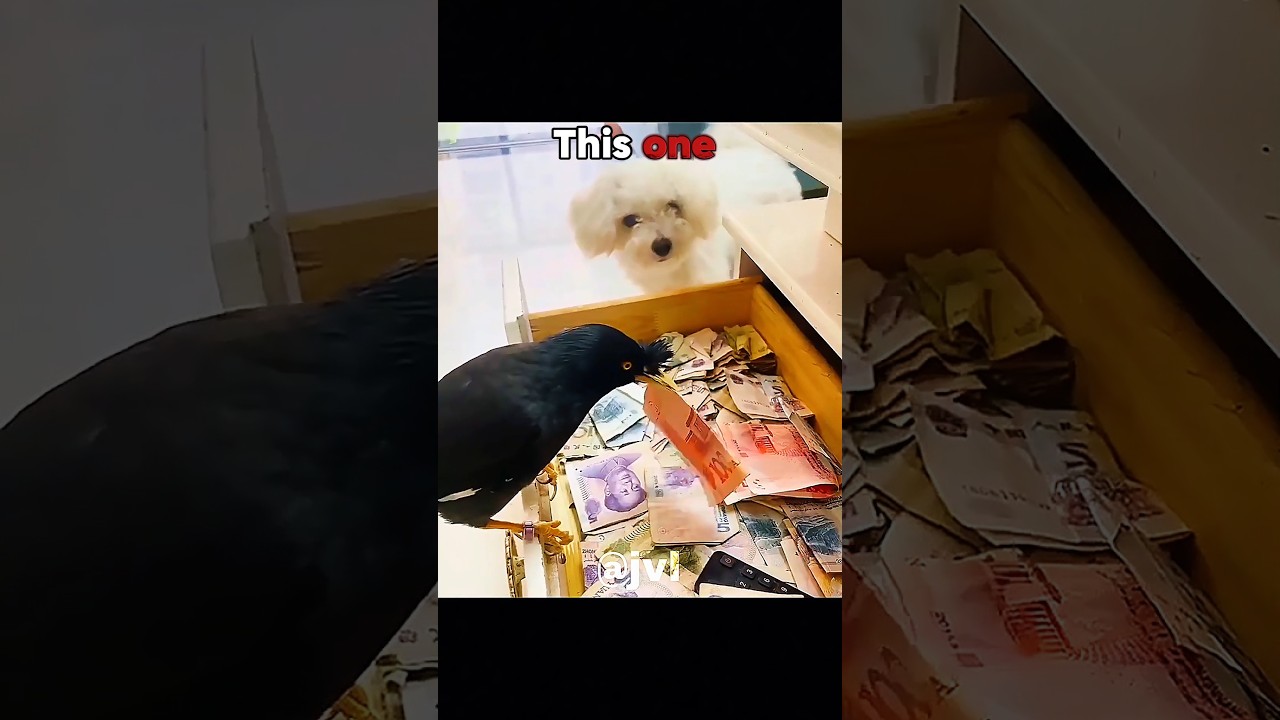 All Animals IQ vs last 🤯 