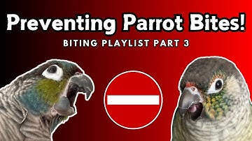 How To Stop Your Bird Biting You  | Parrot Bite Tips - Macaw Cockatiel Conure | TheParrotTeacher