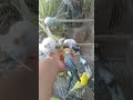 This Amazon bird toy is SO COOL#birds#parrot #birdslover #budgis #lovebirds #budgiegar #cute #health