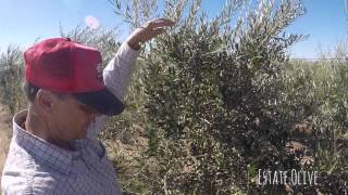 Koroneiki - Discussions on the farm with Will - Welly Farm