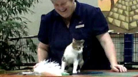 HHP kitten, Vickie Shields judging Pashmina