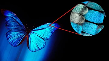 ¿Cuál es el color más común de las mariposas?