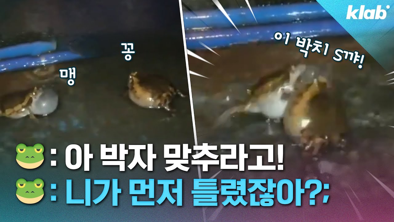 맹꽁이=박자에 제일 예민한 양서류 1위?!｜크랩