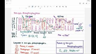 6.3 Light Dependent Reaction_ Cyclic Photophosphorylation