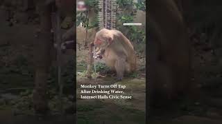 Monkey Turns Off Tap After Drinking Water, Internet Hails Civic Sense | Firstpost News | N18G